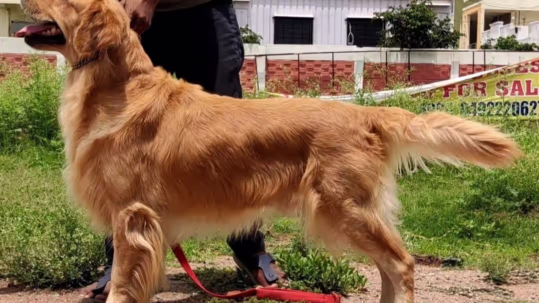 GOLDEN KENNELS image